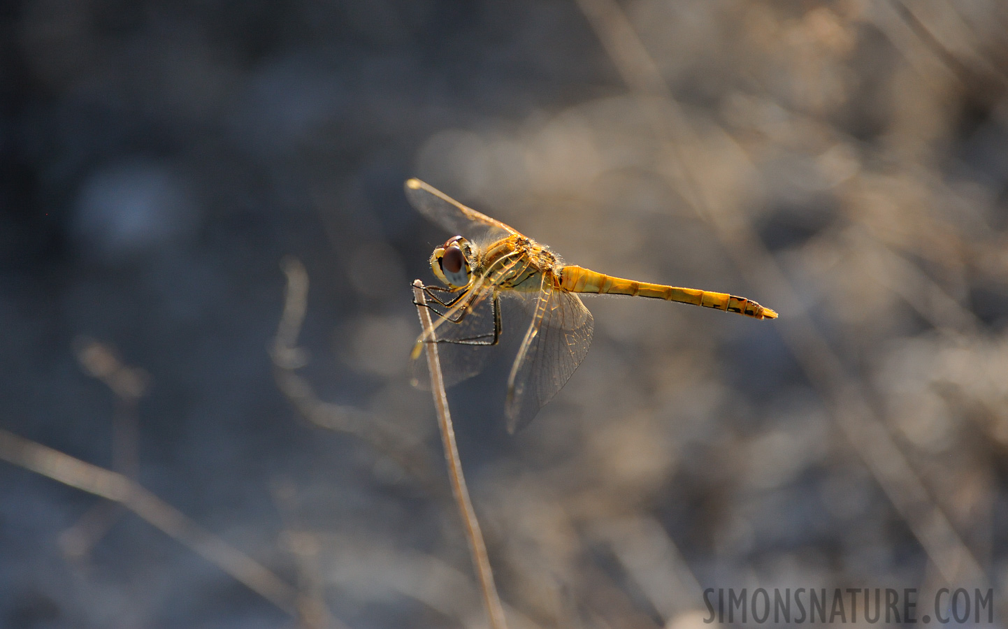 Sympetrum fonscolombii [550 mm, 1/1250 sec at f / 7.1, ISO 1600]